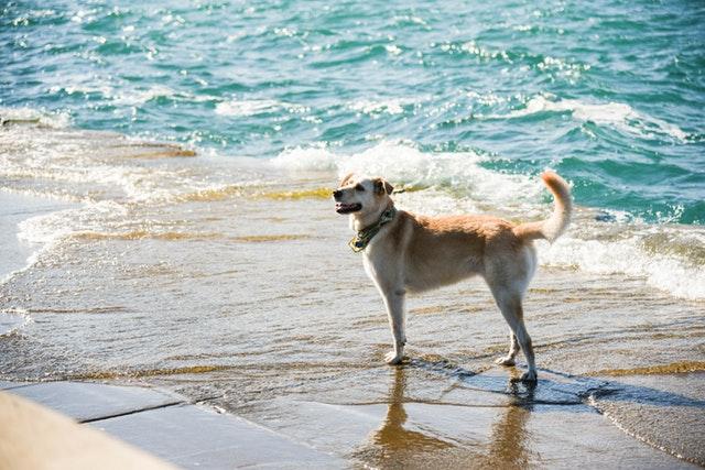 large tan and white dog by the seashore