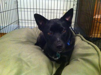 large black dog laying in dog crate