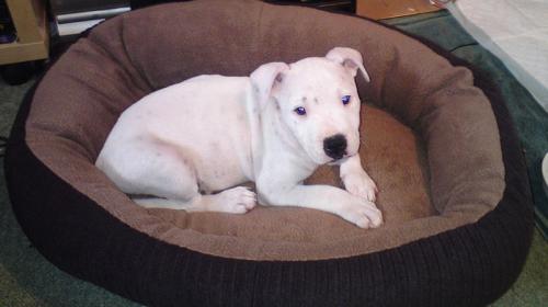 large white dog laying in dog bed