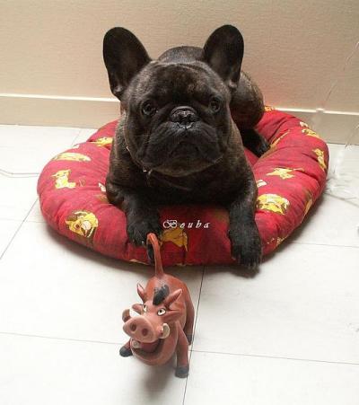 small black dog laying in dog bed